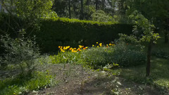 罗马尼亚特兰西瓦尼亚植物园