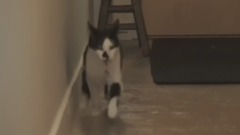 猫与气球