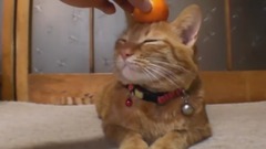 Cat collection a jacking things I couldn't stop