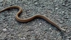 Snakebites Are On The Rise, And These States Are The Riskiest