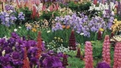 ДЛЯ ВАС МОИ ДРУЗЬЯ! Stive Morgan- Монтаж Светлана Левина