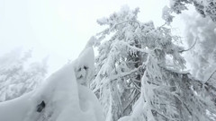 冬季的黑森林国家公园