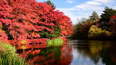 日本轻井泽云场池红叶美景