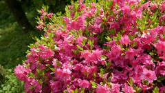 日本东京池上梅园