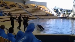 Loro Parque Shows