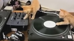 Котята как ди-джеи (Время 040)