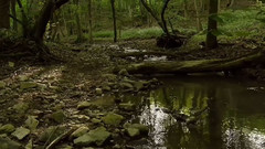 宁静幽暗的森林鸟叫虫鸣自然美景