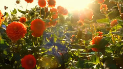 将爱刻画在我的心里