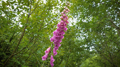 自然之声 花草鸟虫鸣