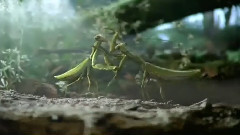 Смішні реклами автомобіля Volkswagen чорний Жук