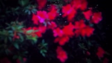Sure and Certain (Lyric Video)