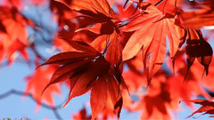 金花公园的秋天