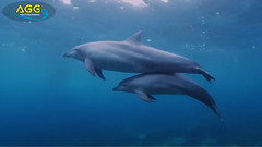 日本御藏岛的海豚