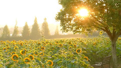 日本广岛世罗高原农场盛开的向日葵