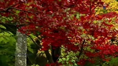 Giovanni Marradi - Peacefully