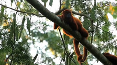 南非和拉丁美洲