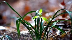無名野花醉春天