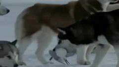 Энигма Белый плен