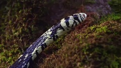 哥斯达黎加的植物和动物