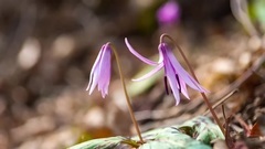 4k Time Lapse Landscape Of KOREA