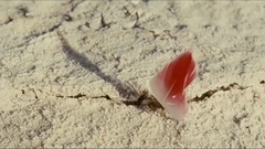 清晨的红色翅膀