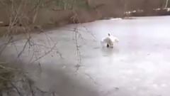 Why You Should Never Mess With A Swan