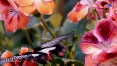 Le Jardin Merveilleux