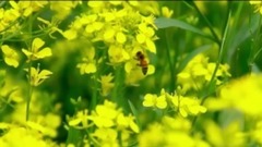 蜂蜜-48年