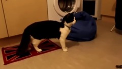 The Puppy Dogs And Cats