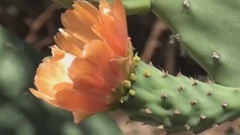 无花果的印度 - 香气和味道