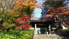 日本镰仓円覚寺红叶美景