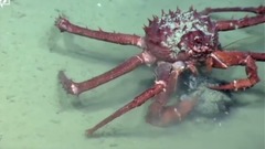 Deep-Sea Fishing Ban Aims To Give Coral A Surviving Chance