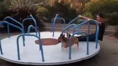 КОРГИ на каруселі