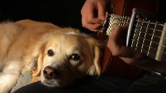 The Classical Guitar Star Wars Princess Leia Theme Music