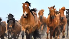 低沉优雅的马头琴 天边