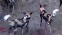 Feral talents Tao anal