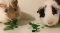 Морские свинки соревнуются в поедании петрушки