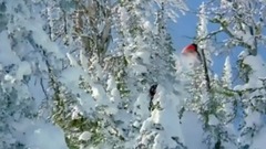 ЭкстримАдвокат Владимир Дьяков