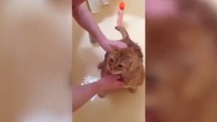 Приколы с кошками видео смеяться до слез