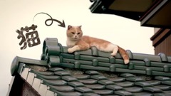 影视原声 - 《ねこあつめの家》特報