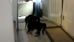 Кішки не визнати себе в дзеркало!