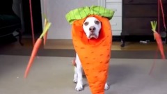 A Dog Dressed Than You Imagine