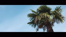 BluBird - Fresh