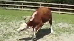 Корів є набагато більш