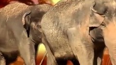 Как красные панды весело