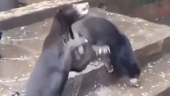 印尼动物园 饥饿的熊乞求食物