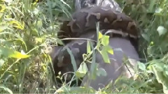 Giant Anaconda Vs Jaguar, Vs Lion Vs Sambar Great Python Vs Lion Real Fight Part 2