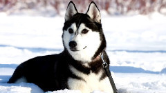 10 самых сильных собак в мире! Кузница Фактов