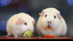 Морская свинка познала безысходность бытия