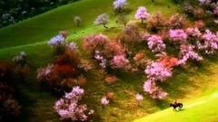 在那遥远的地方